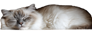 Sleeping Ragdoll Cat V7 Vinyl Car Decal Sticker – Waterproof & UV-Resistant 2.1333333333333333"
