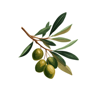 Olive Branch Illustration V8 Vinyl Car Decal Sticker – Waterproof & UV-Resistant 3.4133333333333336"