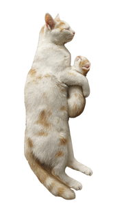 Cat With Kitten Vinyl Car Decal Sticker – Waterproof & UV-Resistant 9.706666666666667"