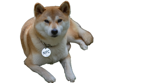 Shiba Inu With Nfc Vinyl Car Decal Sticker – Waterproof & UV-Resistant 2.72"