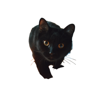 Black Cat Pouncing Vinyl Car Decal Sticker – Waterproof & UV-Resistant 3.4133333333333336"