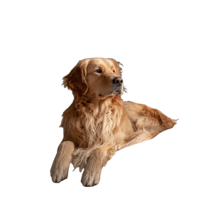 Golden Retriever Relaxing V11 Vinyl Car Decal Sticker – Waterproof & UV-Resistant 3.4133333333333336"