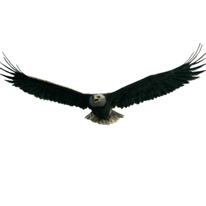 Powerful Eagle Flying Vinyl Car Decal Sticker – Waterproof & UV-Resistant 3.4133333333333336"