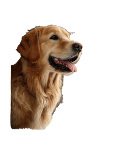 Golden Retriever In Snow Vinyl Car Decal Sticker – Waterproof & UV-Resistant 4.0"