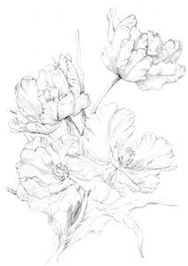Impressionist Tulip Sketch Vinyl Car Decal Sticker – Waterproof & UV-Resistant 8.746666666666666"