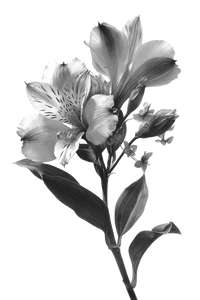 Alstroemeria Flower Drawing Vinyl Car Decal Sticker – Waterproof & UV-Resistant 8.96"