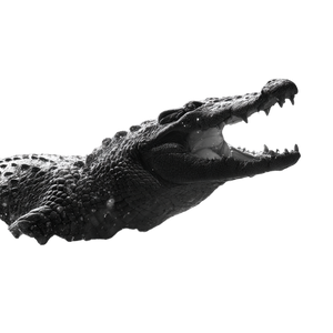 Attacking Silver Crocodile Vinyl Car Decal Sticker – Waterproof & UV-Resistant 6.826666666666667"