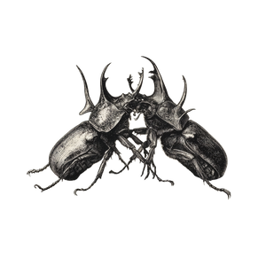 Fighting Giant Beetles Vinyl Car Decal Sticker – Waterproof & UV-Resistant 3.4133333333333336"
