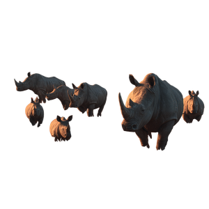 Rhino Herd Sunset Vinyl Car Decal Sticker – Waterproof & UV-Resistant 6.826666666666667"