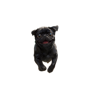 Black Pug Running Vinyl Car Decal Sticker – Waterproof & UV-Resistant 6.826666666666667"