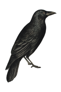 Black Crow Illustration V2 Vinyl Car Decal Sticker – Waterproof & UV-Resistant 8.96"