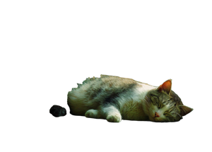 Sleeping Cat V57 Vinyl Car Decal Sticker – Waterproof & UV-Resistant 3.0933333333333333"