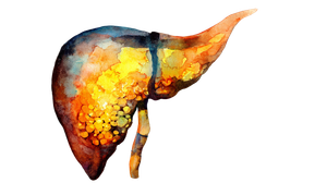 Pancreas Watercolor Art Vinyl Car Decal Sticker – Waterproof & UV-Resistant 2.72"