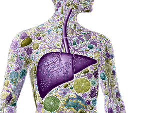 Liver Illustration Body Vinyl Car Decal Sticker – Waterproof & UV-Resistant 6.1866666666666665"