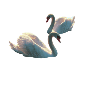 Swans On Water Vinyl Car Decal Sticker – Waterproof & UV-Resistant 3.4133333333333336"