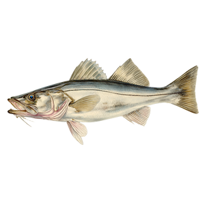 Snook Fish Sketch Vinyl Car Decal Sticker – Waterproof & UV-Resistant 6.826666666666667"