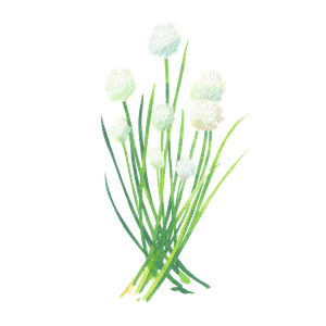 Bundle Of Chives Vinyl Car Decal Sticker – Waterproof & UV-Resistant 3.4133333333333336"