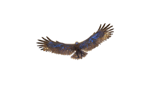 Majestic Eagle Soaring V21 Vinyl Car Decal Sticker – Waterproof & UV-Resistant 2.72"