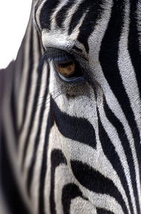 Elegant Zebra Eye Vinyl Car Decal Sticker – Waterproof & UV-Resistant 4.533333333333333"