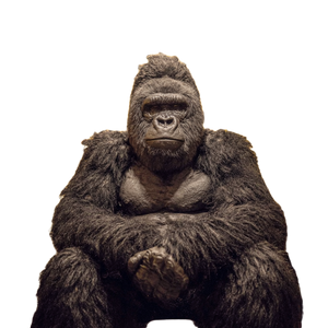 Man In Gorilla Suit V2 Vinyl Car Decal Sticker – Waterproof & UV-Resistant 6.826666666666667"
