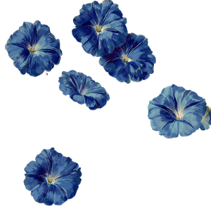 Blue Morning Glory V2 Vinyl Car Decal Sticker – Waterproof & UV-Resistant 3.4133333333333336"