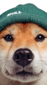 Shiba Inu Beanie Vinyl Car Decal Sticker – Waterproof & UV-Resistant 9.706666666666667"
