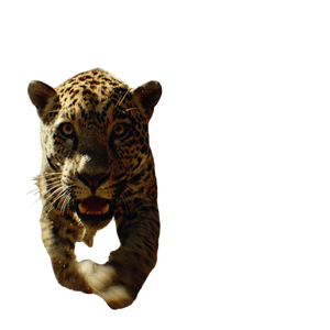 Jaguar Chase Scene Vinyl Car Decal Sticker – Waterproof & UV-Resistant 6.826666666666667"