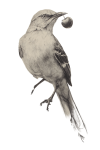 Mockingbird Eating Cherry Vinyl Car Decal Sticker – Waterproof & UV-Resistant 4.4