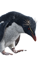 Penguin Tapping Ice Vinyl Car Decal Sticker – Waterproof & UV-Resistant 4.8533333333333335"