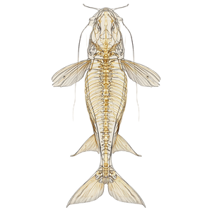Catfish Skeleton Top Vinyl Car Decal Sticker – Waterproof & UV-Resistant 3.4133333333333336"
