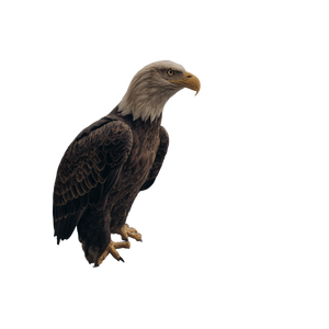 Bald Eagle Perched V7 Vinyl Car Decal Sticker – Waterproof & UV-Resistant 6.826666666666667"
