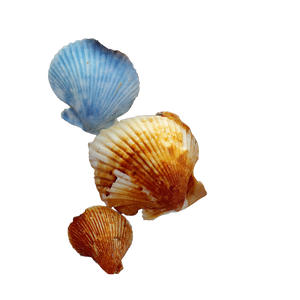 Scattered Seashells Vinyl Car Decal Sticker – Waterproof & UV-Resistant 3.4133333333333336"