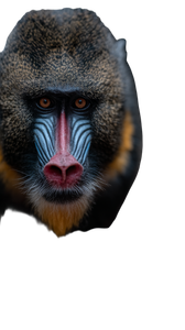 Hybrid Mandrill Creature Vinyl Car Decal Sticker – Waterproof & UV-Resistant 4.8533333333333335"