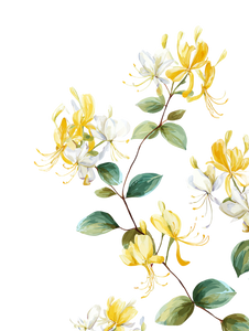 Honeysuckle Vine Blooms Vinyl Car Decal Sticker – Waterproof & UV-Resistant 4.1066666666666665"