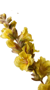 Floating Mullein Flowers Vinyl Car Decal Sticker – Waterproof & UV-Resistant 9.706666666666667"