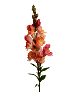 Antirrhinum Flower Stem Vinyl Car Decal Sticker – Waterproof & UV-Resistant 8.213333333333333"