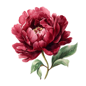 Maroon Peony Illustration Vinyl Car Decal Sticker – Waterproof & UV-Resistant 3.4133333333333336"