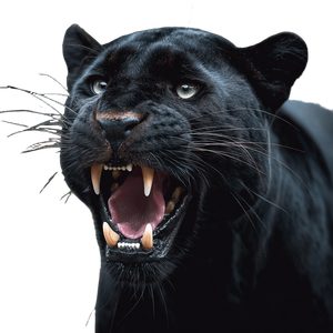 Roaring Panther Photography Vinyl Car Decal Sticker – Waterproof & UV-Resistant 3.4133333333333336"