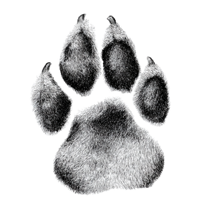 Dog Paw Print V9 Vinyl Car Decal Sticker – Waterproof & UV-Resistant 3.4133333333333336"