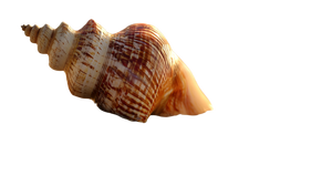 Seashells On Beach V3 Vinyl Car Decal Sticker – Waterproof & UV-Resistant 2.72"