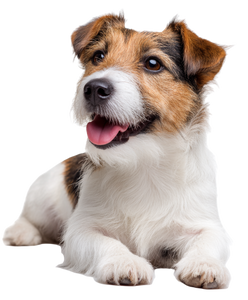 Terrier Dog Smiling Vinyl Car Decal Sticker – Waterproof & UV-Resistant 4.0"