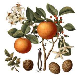 Botanical Illustration V20 Vinyl Car Decal Sticker – Waterproof & UV-Resistant 3.4133333333333336"