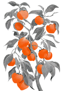 Persimmon Tree Drawing V3 Vinyl Car Decal Sticker – Waterproof & UV-Resistant 4.4