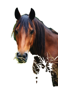 Horse In Meadow Vinyl Car Decal Sticker – Waterproof & UV-Resistant 4.4