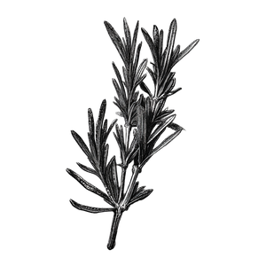 Rosemary Etching Vinyl Car Decal Sticker – Waterproof & UV-Resistant 6.826666666666667"