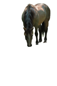 Horse Drinking Creek Vinyl Car Decal Sticker – Waterproof & UV-Resistant 8.96"