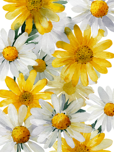 Watercolor Daisy Illustration V2 Vinyl Car Decal Sticker – Waterproof & UV-Resistant 4.1066666666666665"