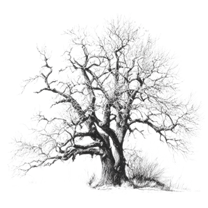 Gnarly Oak Tree V2 Vinyl Car Decal Sticker – Waterproof & UV-Resistant 6.826666666666667"