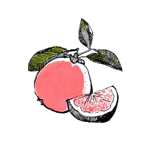 Tropical Guava Outline Vinyl Car Decal Sticker – Waterproof & UV-Resistant 3.4133333333333336"