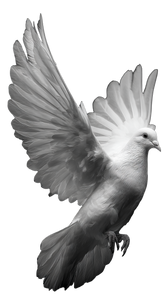 White Dove Ascending V3 Vinyl Car Decal Sticker – Waterproof & UV-Resistant 9.706666666666667"
